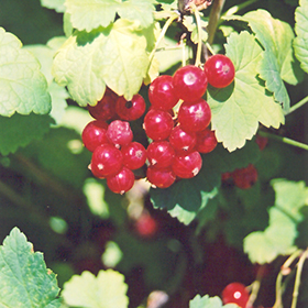 Plant Photo 1