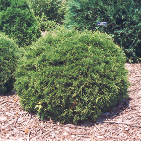 Plant Photo 10