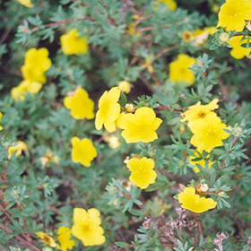 Plant Photo 5