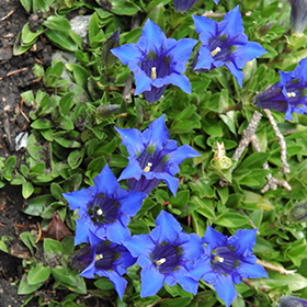 Plant Photo 9