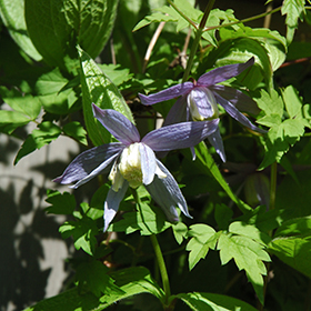 Plant Photo 8