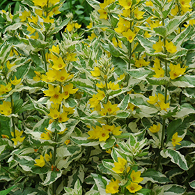 Plant Photo 3