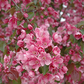 Plant Photo 2