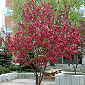 Plant Photo 2