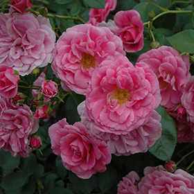 Plant Photo 6