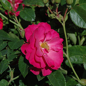 Plant Photo 8