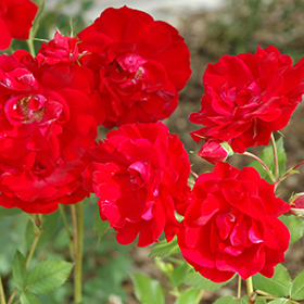 Plant Photo 9