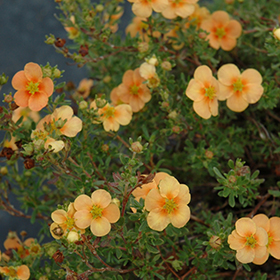 Plant Photo 3