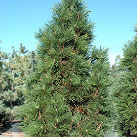 Plant Photo 1
