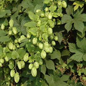 Plant Photo 1