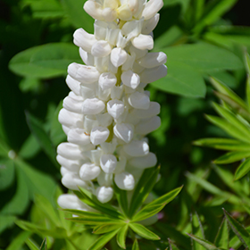 Plant Photo 1