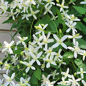 Plant Photo 8