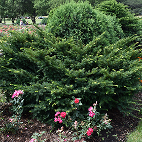 Plant Photo 2