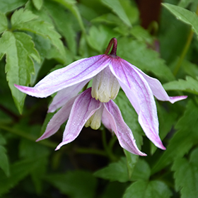 Plant Photo 7