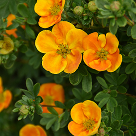 Plant Photo 1