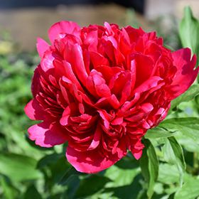 Plant Photo 8