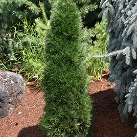 Plant Photo 6
