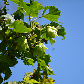 Plant Photo 9