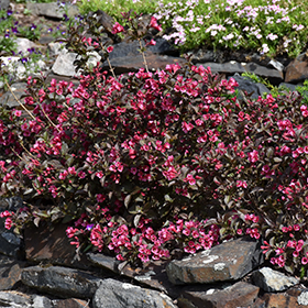 Plant Photo 3