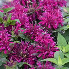 Plant Photo 6